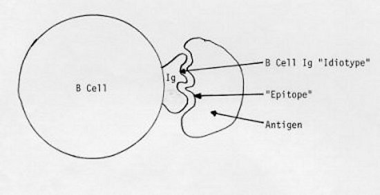 Antigen Shape