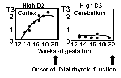 Figure 10: Concentrations of T3 in the fetal cerebral cortex and in the cerebellum. The cortex has high D2 activity, whereas the cerebellum has low D2 and high D3 activity. Accordingly, the coencentrations of T3 rise in the cerebral cortex and rfemain low in the cerebellum, reflecting different timing of T3 action. (From Kester et al, J Clin Endocrinol Metab. 89:3117-28, 2004).