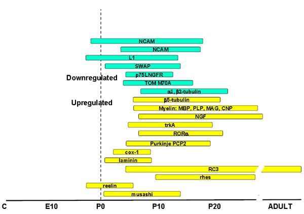 Fig 13: Windows of sensitivity for the regulation of brain gene expression by thyroid hormone during the postnatal period in the rat. A few examples of genes sensitive to thyroid hormone during the postnatal period is shown to illustrate the windows of sensitivity of the regulated genes. Other genes that are sensitive in the fetal period and in the adult are not shown in this figure. The windows of sensitivity of the myelin genes are different for each brain region, so that in the more caudal regions (for example brain stem and cerebellum) the window is earlier than in the frontal regions (cortex).