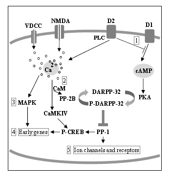 Thyroid hormone and corticosteroid