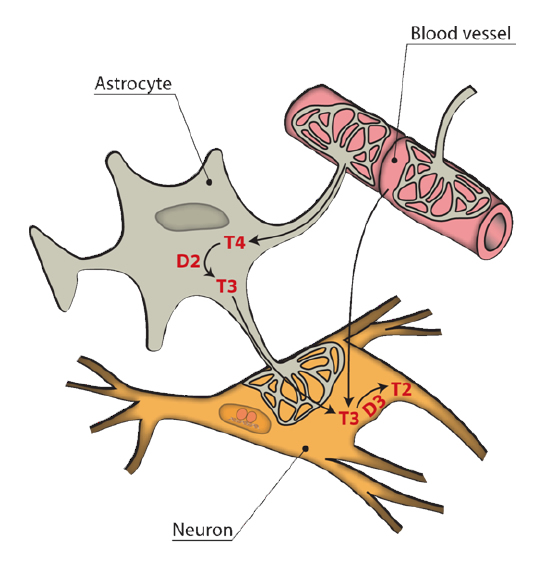 Fig 6.- Entry of thyroid hormone to the brain through the blood-brain barrier (BBB). T3 can reach the target neurons via two ways. One is from the astrocyte, after 5’deiodination of the T4 taken up from the blood through the astrocyte end-feet. T3 can also reach the neurons directly from the extracellular matrix after crossing the BBB. In the neurons, T3 is degraded to T2 by D3. The end-feet of the astrocytes may be fenestrated, leaving part of the external capillary surface, in direct contact with the extracellular matrix.