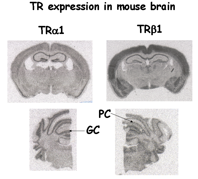 Mouse Amygdala