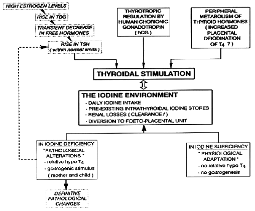 Hormonal Regulation Of Pregnancy Pdf Guide