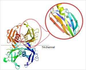 Figure 3. X-ray structure of TTR. The moleculle is a homotetrameric protein composed of four monomers of 127 amino acids. Structurally, in its native state, TTR contains eight stands (A-H) and a small α-helix. The contacts between the dimers form two hydrophobic pockets where T4 binds (T4 channel). As shown in the magnified insert, each monomer contains one small α-helix and eight β-strands (CBEF and DAGH). Adapted from a model; PDB code 1DVQ (101).