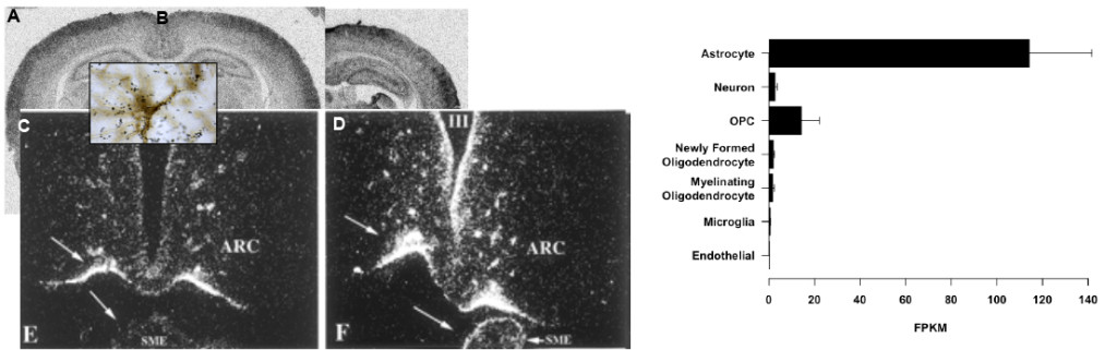 Fig 5.- Type 2 deiodinase mRNA expression in the rat brain. A: euthyroid rat. Dio2 mRNA is distributed all over the brain with high concentration in walls of the lower third of the 3rd ventricle. In this region, Dio2 is expressed in specialized glial cells called tanycytes. In the rest of the brain Dio2 is expressed in the astrocytes (the inset shows Dio2 mRNA hybridization silver grains over a stained astrocyte). B: Dio2 expression in a hypothyroid rat. An increased expression is observed in most parts of the brain, but especially in the barrel cortex and some structures such as the ventromedial nucleus, serving as relay stations for somatosensory pathways. C and D: Dark field photomicropgraphs of the 3rd ventricle, infundibular region and median eminence showing high expression of Dio2 mRNA in this area (C), and its increased expression in iodine deficient rats (D). E: Cellular content of Dio2 mRNA measured by RNA-Seq in cells isolated from the mouse cortex. FPKM: Fragments per kilobase of exon per million reads mapped. Note that these measurements give an estimate of the relative abundance of the mRNA in a certain cell type, but do not allow making comparisons of RNA abundance between cell types because the data are not normalized to cell number. Dio2 mRNA is present predominantly in astrocytes, with some expression in neurons, probably interneurons (102). It is also expressed in oligodendrocyte precursor cells (OPC). Panels A and B are data from the author. Panels C and D are adapted from (373). Data in E have been obtained from (199).