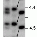 figure3
