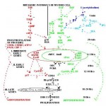 figure17a