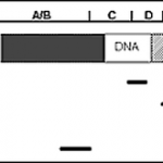 fig1