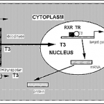 fig3