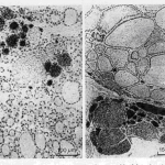 fig2