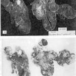 fig6