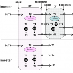 figure6
