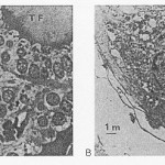 figure4