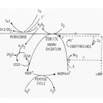 figure7