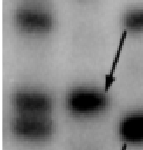 Figure16c3