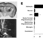 TDM-TH.BrainDevelop-ch.15a-fig1