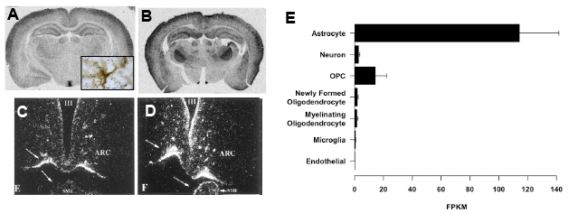 Fig 5.- Type 2 deiodinase mRNA expression in the rat brain. A: euthyroid rat. D2 mRNA is distributed all over the brain with high concentration in walls of the lower third of the 3rd ventricle. In this region, D2 is expressed in specialized glial cells called tanycytes. In the rest of the brain D2 is expressed in the astrocytes (the inset shows D2 mRNA hybridization silver grains over a stained astrocyte). B: D2 expression in a hypothyroid rat. An increased expression is observed in most parts of the brain, but especially in the barrel cortex and some structures such as the ventromedial nucleus, serving as relay stations for somatosensory pathways. C and D: Dark field photomicropgraphs of the 3rd ventricle, infundibular region and median eminence showing high expression of D2 mRNA in this area (C), and its increased expression in iodine deficient rats. Upper panels are data from the author. Lower panels are adapted from Peeters et al, Am J Physiol Endocrinol Metab 281: E54-E61, 2001.