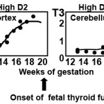 TDM-TH.BrainDevelop-ch.15a-fig11