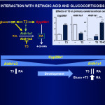 TDM-TH.BrainDevelop-ch.15a-fig15