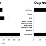 TDM-TH.BrainDevelop-ch.15a-fig7