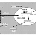 TDM-ch3d-fig003