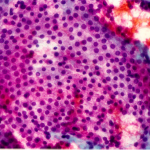 fig6