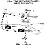 figure17b-n