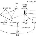 figure18-n