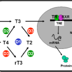 TDM-3b-celular-fig1