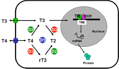 Fig. 1. Thyroid hormone transport, metabolism and action in a target cell.