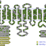 TDM-3bcelular-fig2