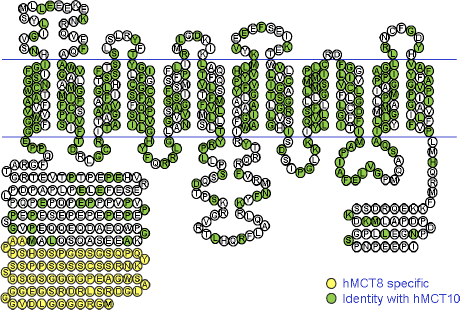 Fig. 2. Structure of the human MCT8 protein with 12 transmembrane domains. The blue lines represent the plasma membrane. The N- and C-terminal domains are located in the cytoplasm. The N-terminal extension of long vs. short MCT8 protein generated using the first or the second translation start site is indicated in yellow. The amino acid identity with human MCT10 is indicated in green.