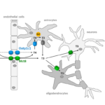 TDM-3bcelular-fig3