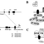 TDM-hypoPit-ch4-fig4-10