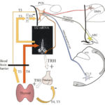 TDM-hypoPit-ch4-fig4-11