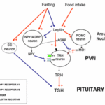 TDM-hypoPit-ch4-fig4-15
