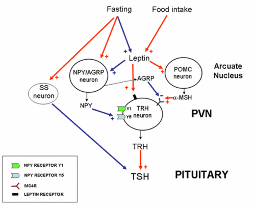 PHYSIOLOGY OF THE HYPOTHALAMIC-PITUITARY-THYROID AXIS - Thyroid Disease ManagerThyroid ...