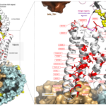 TDM-TSHR mutations-ch16a-fig1