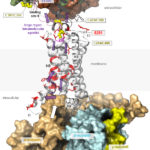TDM-TSHR mutations-ch16a-fig3