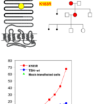 TDM-TSHR mutations-ch16a-fig4
