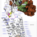 TDM-TSHR mutations-ch16a-fig5